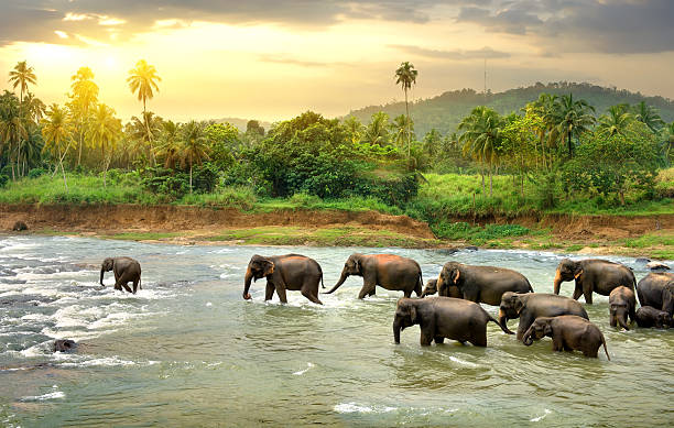 Luxury Wildlife Escape in Sri Lanka